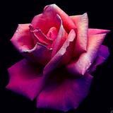 Flower Wallpaper আইকন