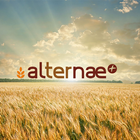 آیکون‌ Alternae