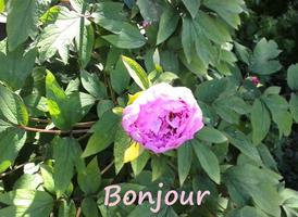 Bonjour 포스터