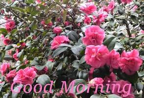 Good Morning 포스터