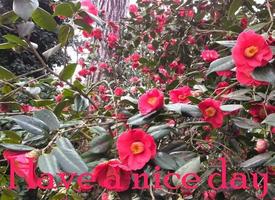 Good Morning 스크린샷 1