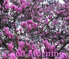 Good Morning 스크린샷 3