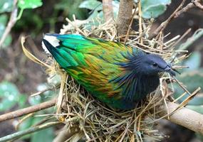 Nid d'oiseau স্ক্রিনশট 2