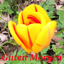Guten Morgen APK