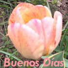 Buenos Días ikon