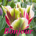 Bonjour 3a