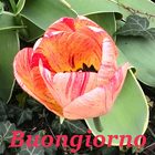 Buongiorno icon