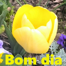 Bom dia APK