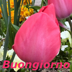آیکون‌ Buongiorno
