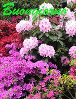 برنامه‌نما Buongiorno عکس از صفحه