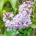 صبح بخیر 4b