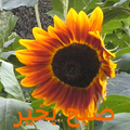 صبح بخیر