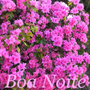 Boa Noite APK