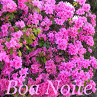 Boa Noite ikon