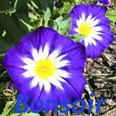 Bonsoir APK