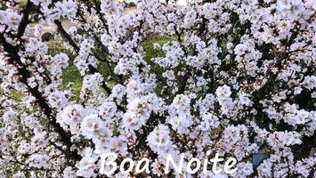 Boa Noite poster