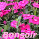 Bonsoir APK
