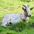 Chèvre
