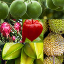 Fruit APK