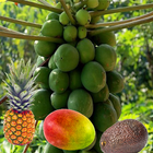 Fruit tropical icône