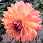 Rojhayhû APK