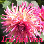 Ira fan ma APK