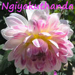 Ngiyakuthanda APK