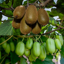 Kiwi APK