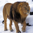Lion icono