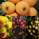 Litchi APK