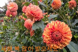 새해 복 많이 받으세요 截圖 3