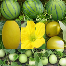 Pastèque APK