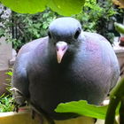 Bébés pigeons 2 icône