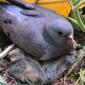 Bébés pigeons
