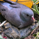 Bébés pigeons APK