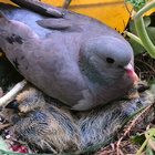 Bébés pigeons icône