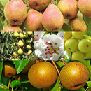 Poire APK