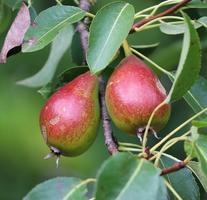 Poire ảnh chụp màn hình 1
