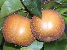 Poire ảnh chụp màn hình 2