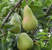 Poire ảnh chụp màn hình 3