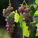 Raisins APK