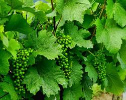 Raisins 스크린샷 3