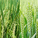 Riz APK