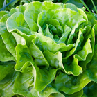 Salades biểu tượng