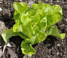 Salades ảnh chụp màn hình 3