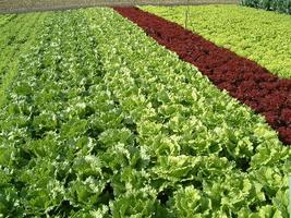 Salades ảnh chụp màn hình 1