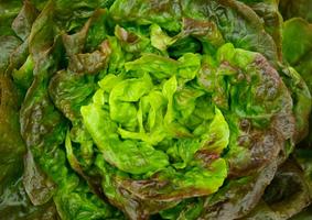 Salades ảnh chụp màn hình 2