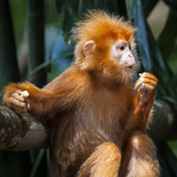 Singe أيقونة
