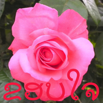 ຂອບໃຈ APK