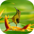 Pure Nature Sounds